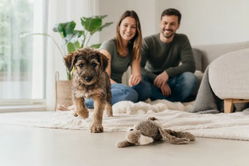 Junger Torfhund-Welpe entdeckt neugierig sein neues Zuhause mit weicher Decke und Spielzeug in einer hellen, freundlichen Wohnung.