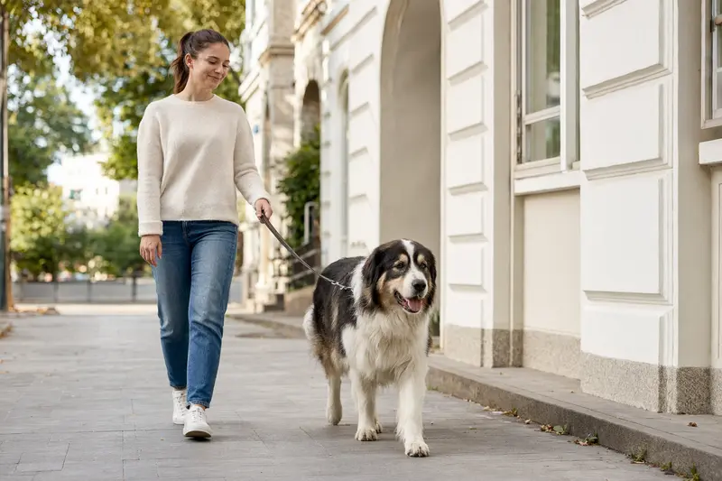 Ein Tornjak läuft ruhig an der Leine mit seinem Besitzer durch eine freundliche Stadtstraße.