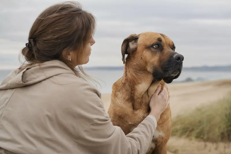 Ein aufmerksamer Tosa Hund steht in natürlicher Haltung vor hellem Hintergrund und zeigt die typische Körperform der Rasse.