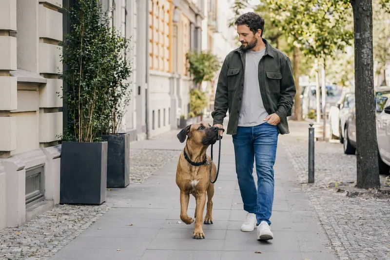 Ein Tosa Hund läuft ruhig an der Leine mit seinem Besitzer durch eine moderne Stadtstraße.