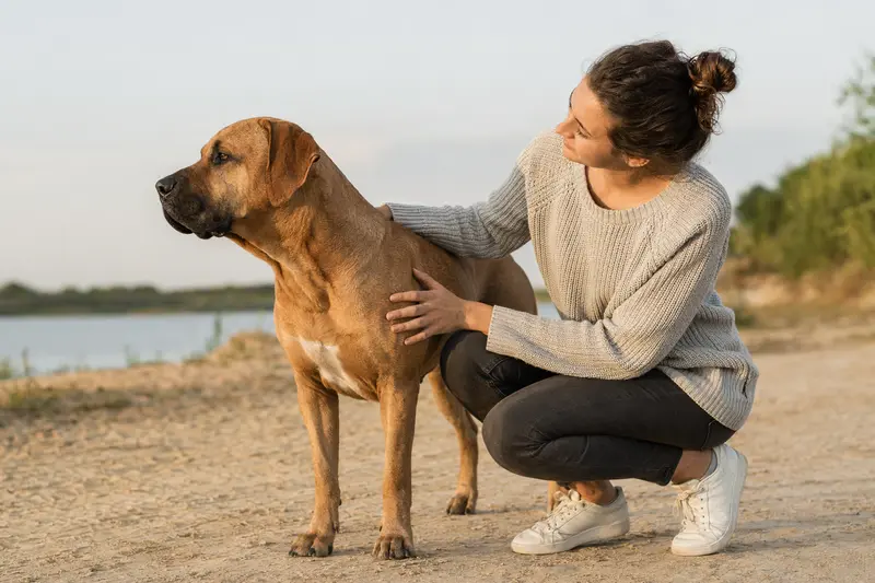 Aufmerksam stehender Tosa Inu Hund in natürlicher Haltung vor hellem Hintergrund, als professionelles Portrait mit typischer Fellstruktur.