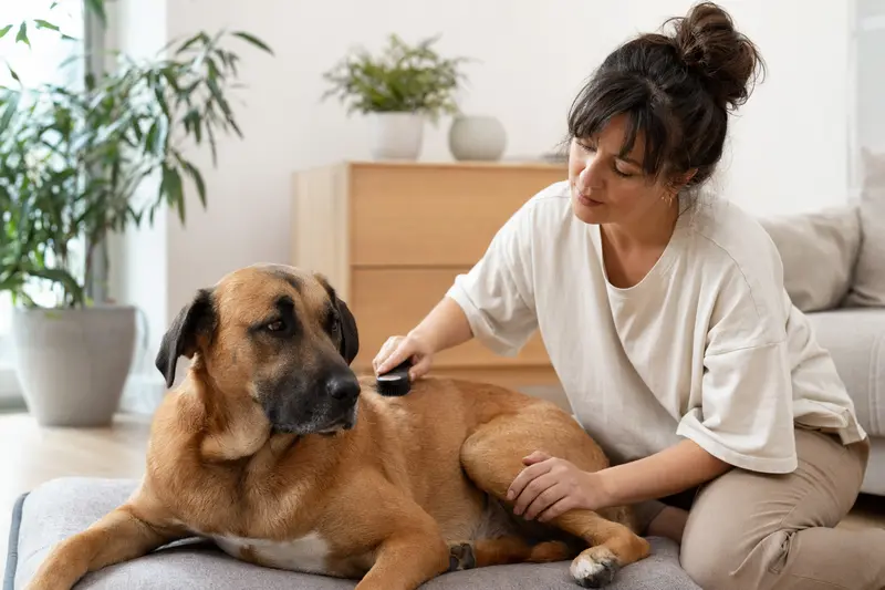 Ein Tosa Inu wird in einer hellen Wohnung sanft gebürstet, während sein Besitzer die Fellpflege liebevoll und aufmerksam übernimmt.