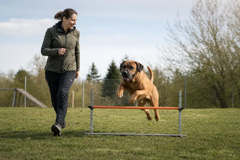 Ein Tosa Inu springt beim Training mit seinem Besitzer über eine kleine Hürde auf dem Hundeplatz.