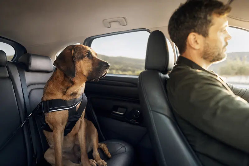 Ein Tosa Inu Hund sitzt sicher angeschnallt auf der Rückbank eines Autos, während sein Besitzer entspannt fährt.