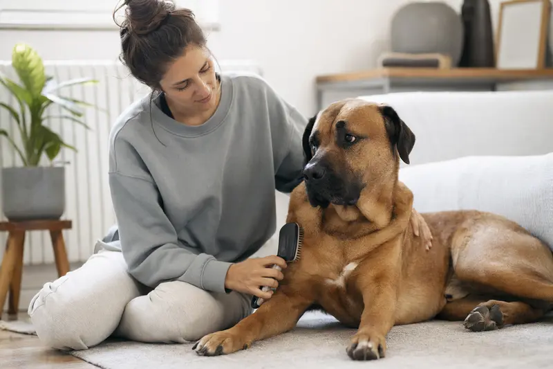 Ein Tosa Token Hund wird in einer hellen Wohnung sanft gebürstet, während sein Besitzer die Fellpflege liebevoll übernimmt.