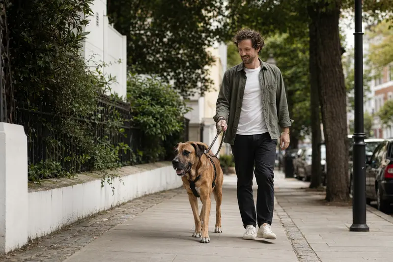Ein Tosa Token Hund läuft an der Leine mit seinem Besitzer durch eine moderne Stadtstraße.