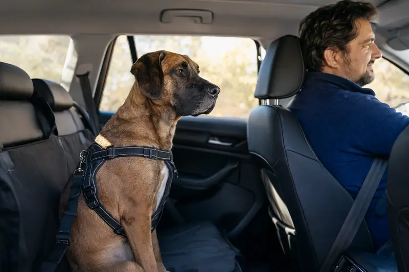 Ein Tosa Token Hund sitzt sicher angeschnallt auf der Rückbank eines Autos, während der Besitzer ruhig fährt.