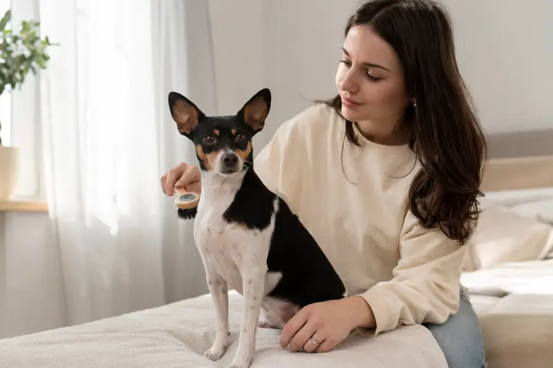 Ein Toy Fox Terrier wird in einer hellen Wohnung sanft von seinem Besitzer gebürstet und gepflegt.
