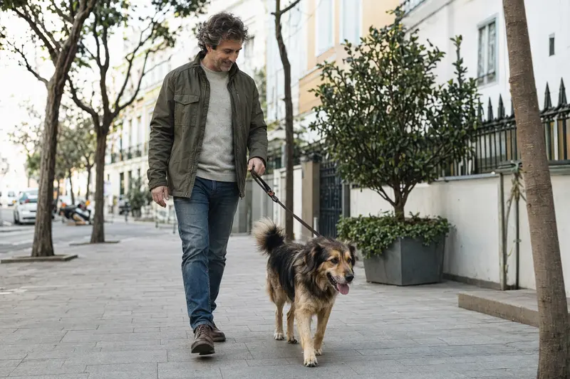 Ein Transmontano Hund läuft an der Leine mit seinem Besitzer durch eine moderne Stadtstraße in entspannter Alltagssituation.