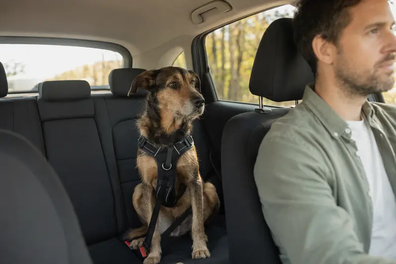 Ein Transmontano Hund sitzt sicher angeschnallt auf der Rückbank eines Autos, während der Besitzer ruhig fährt.