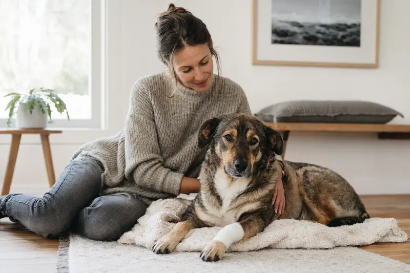 Ein Transmontano Hund mit Verband an der Pfote liegt ruhig auf einer Decke, während sein Besitzer erleichtert neben ihm sitzt.
