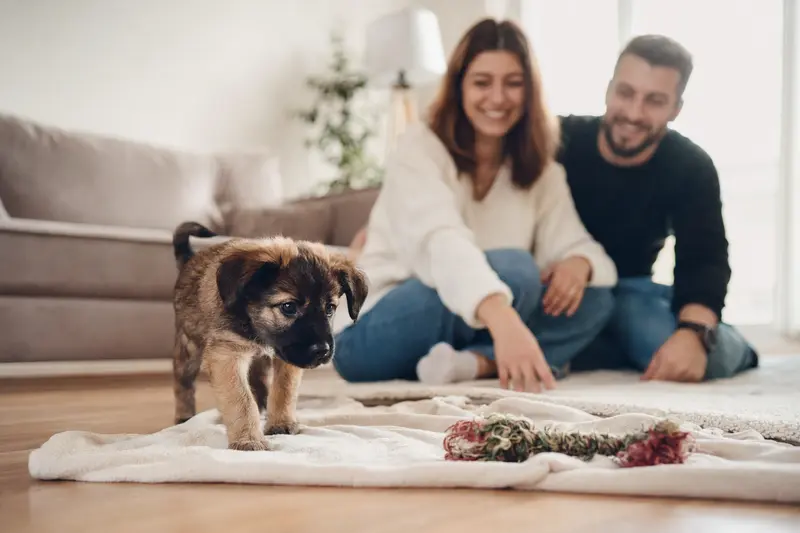 Ein junger Transmontano Welpe erkundet neugierig sein neues Zuhause mit weicher Decke und Spielzeug in einer hellen Wohnung.