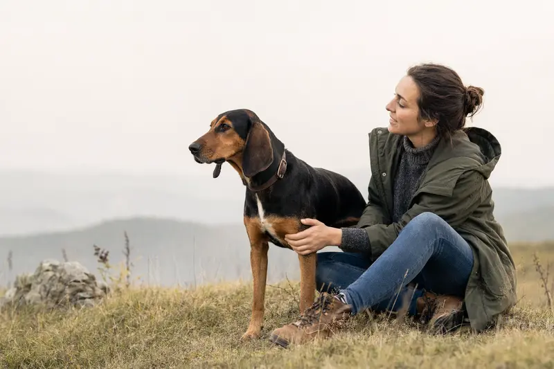 Transsylvanischer Laufhund in aufmerksamer Haltung vor hellem Hintergrund als realistisches Hundeportrait.