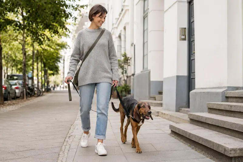 Ein Transsylvanischer Laufhund läuft angeleint neben seinem Besitzer durch eine moderne Stadtstraße in entspannter Alltagssituation.