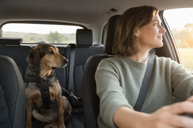 Ein Transsylvanischer Spürhund sitzt sicher angeschnallt auf der Rückbank eines Autos, während der Besitzer ruhig fährt und Sonnenlicht durch das Fenster fällt.