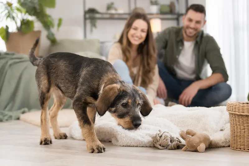 Ein junger Transsylvanischer Spürhund-Welpe erkundet neugierig sein neues Zuhause mit weicher Decke und Spielzeug in einer hellen Wohnung.