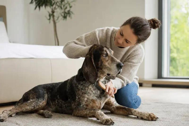 Ein Treeing Tennessee Brindle Coonhound wird von seinem Besitzer zuhause sanft gebürstet, während die Fellpflege in einer hellen Wohnung ruhig und fürsorglich wirkt.