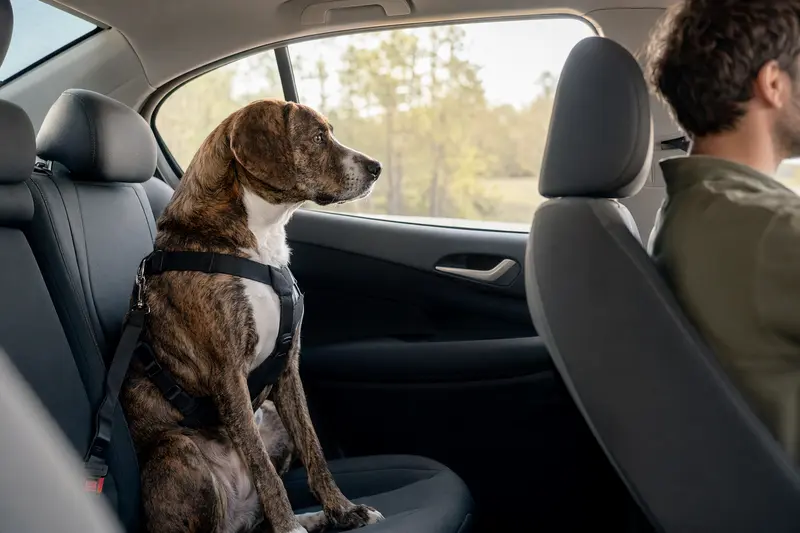 Ein Treeing Tennessee Brindle sitzt sicher angeschnallt auf der Rückbank eines Autos, während der Besitzer ruhig fährt.