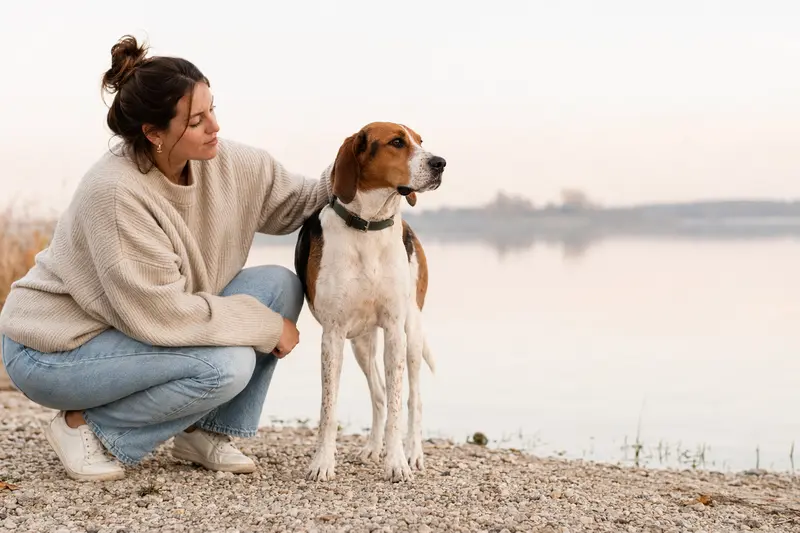 Ein Treeing Walker Coonhound steht aufmerksam vor hellem Hintergrund und zeigt die typische Körperform und Fellstruktur der Rasse.