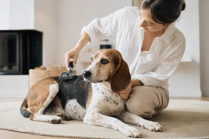 Ein Treeing Walker Coonhound wird in einer hellen Wohnung sanft gebürstet, während sein Besitzer liebevoll die Fellpflege übernimmt.
