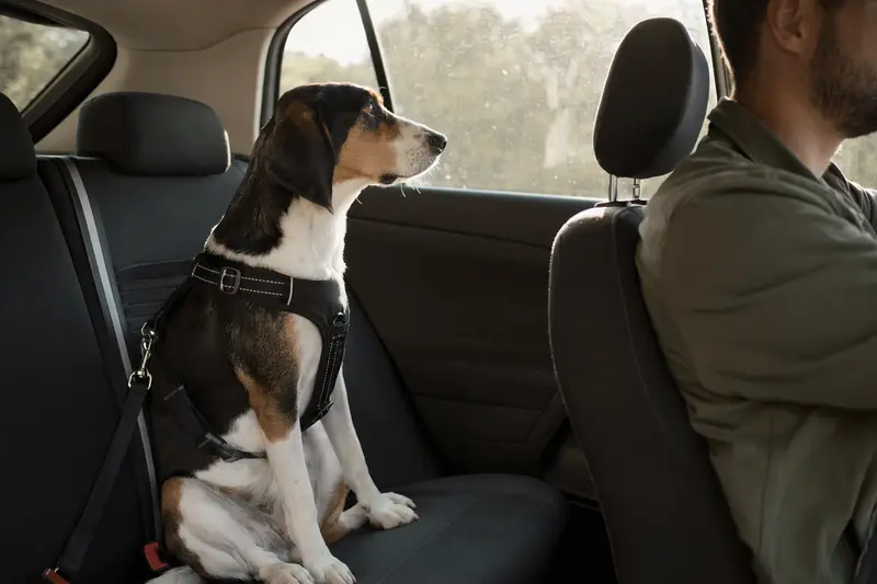Ein Treeing Walker Coonhound sitzt sicher angeschnallt auf der Rückbank eines Autos und zeigt einen verantwortungsvollen Hundetransport im Alltag.