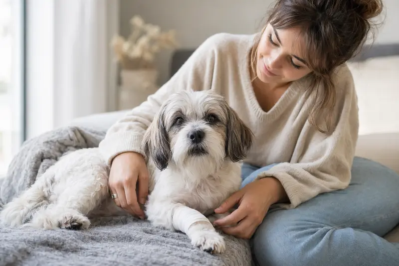 Ein Tsang Apso mit leichtem Verband an der Pfote liegt ruhig auf einer Decke neben seinem erleichterten Besitzer.
