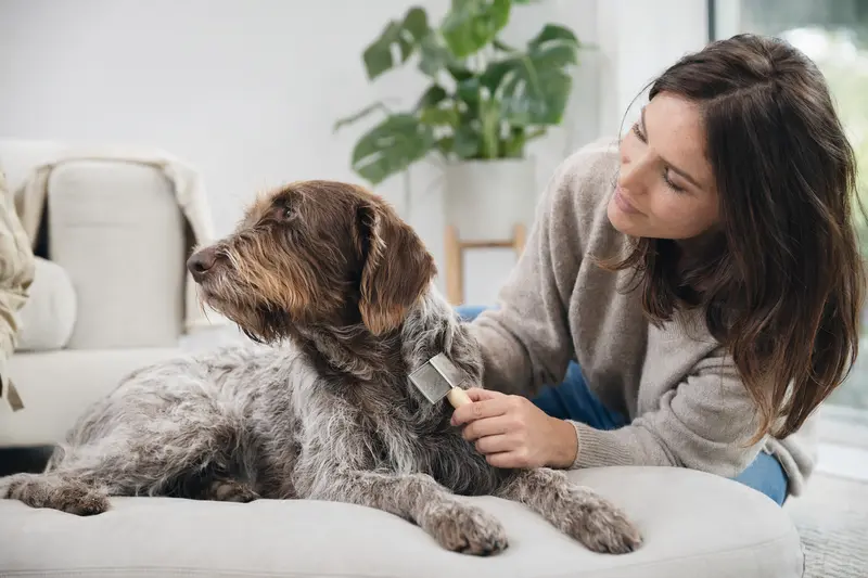 Ein Tschechischer Stichelhaar Hund wird in einer hellen Wohnung liebevoll gebürstet, während sich der Besitzer um die Fellpflege kümmert.