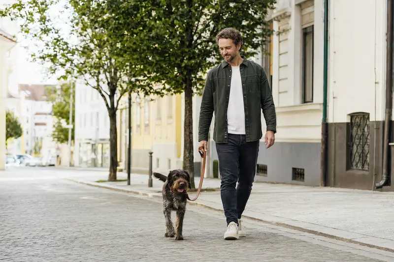 Ein Tschechischer Stichelhaar Hund läuft an der Leine mit seinem Besitzer durch eine moderne Stadtstraße.