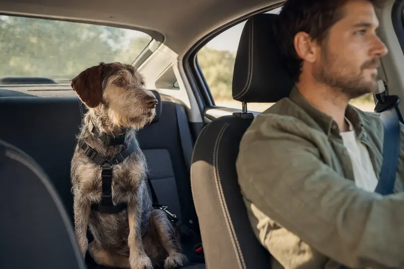 Ein Tschechischer Stichelhaar Hund sitzt sicher angeschnallt auf der Rückbank eines Autos, während der Besitzer ruhig fährt.