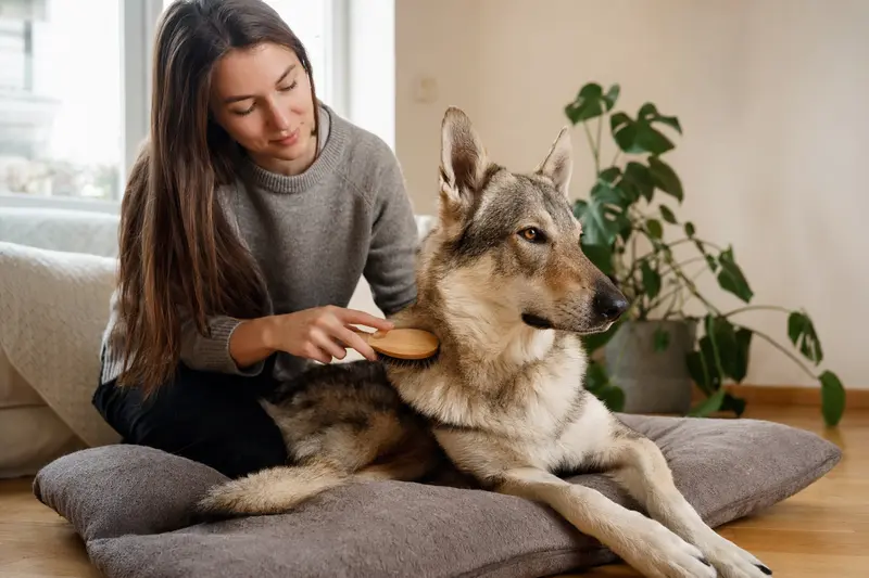 Ein Tschechoslowakischer Wolfshund wird in der hellen Wohnung sanft gebürstet, während sein Besitzer liebevoll die Fellpflege übernimmt.