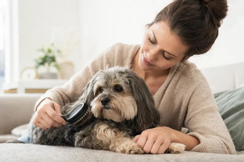 Ein Tsvetnaya Bolonka wird zu Hause sanft gebürstet, während der Besitzer liebevoll auf die Fellpflege des Hundes achtet.