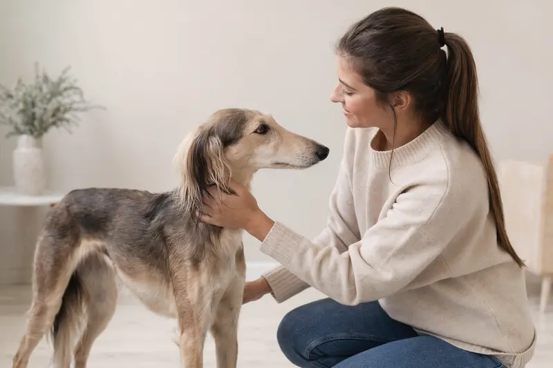 Tuareg-Windhund in aufmerksamer, natürlicher Haltung vor hellem neutralem Hintergrund.