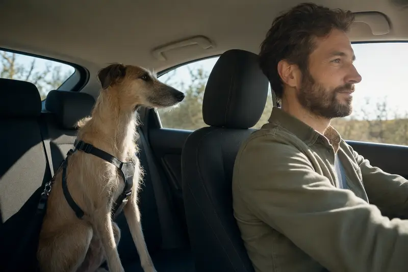 Ein Tuareg-Windhund sitzt sicher angeschnallt auf der Rückbank eines Autos, während der Besitzer ruhig fährt und Sonnenlicht durch das Fenster fällt.