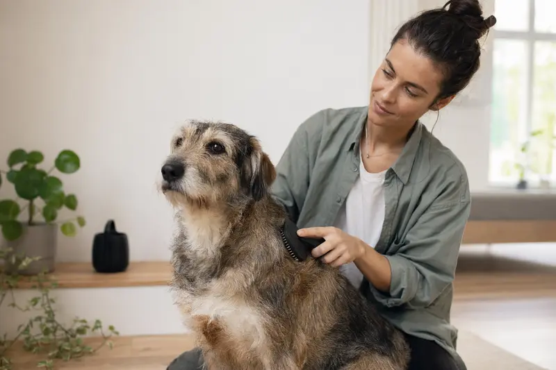 Ein Türkenhund wird in einer hellen Wohnung sanft gebürstet, während sich der Besitzer liebevoll um die Fellpflege kümmert.