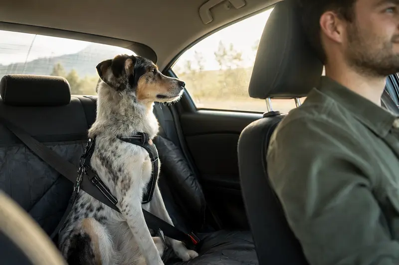 Ein angeschnallter Hund sitzt sicher auf der Rückbank eines Autos, während der Besitzer ruhig fährt und Sonnenlicht durch das Fenster fällt.