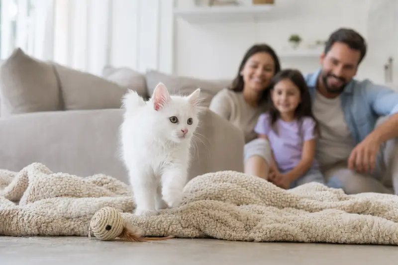 Ein neugieriges Türkisch Angora Kätzchen entdeckt sein neues Zuhause mit einer liebevollen Familie im Hintergrund.