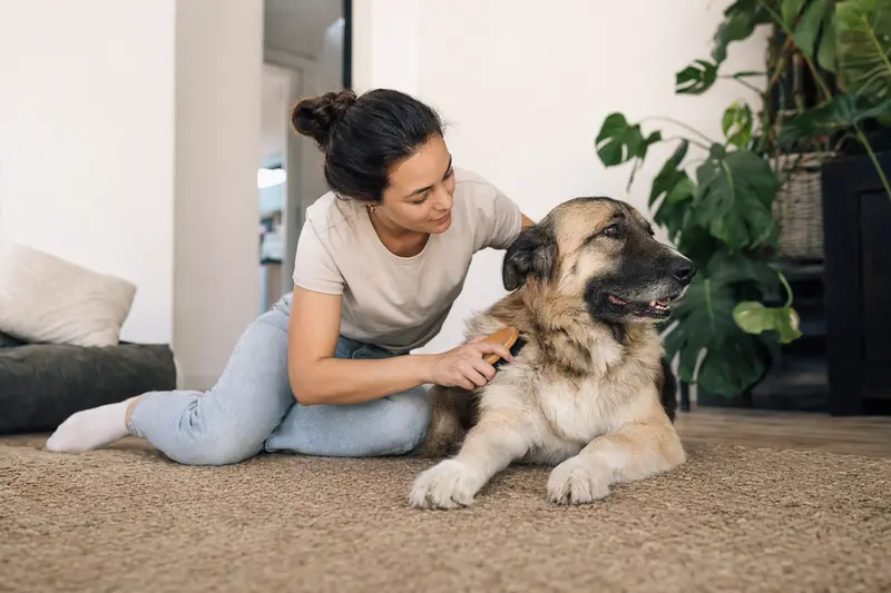 Ein Türkischer Hirtenhund wird in einer hellen Wohnung sanft gebürstet, während sich der Besitzer liebevoll um die Fellpflege kümmert.