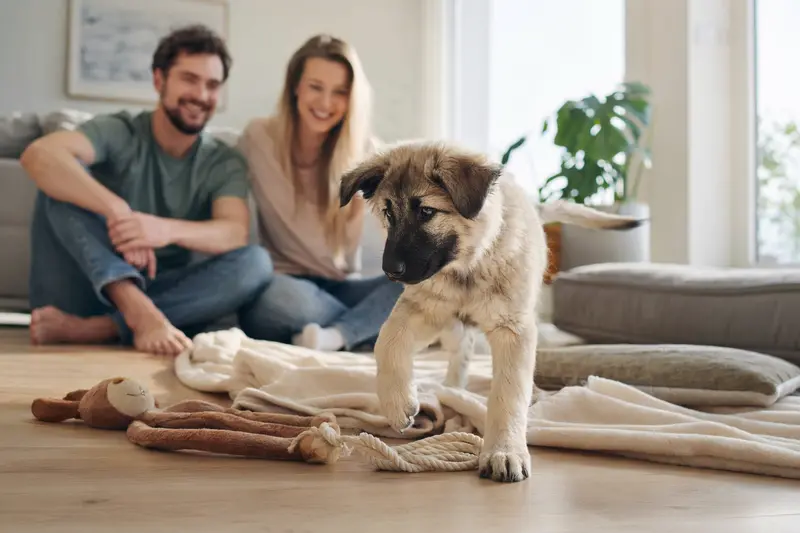 Ein junger Türkischer Hütehund Welpe entdeckt neugierig sein neues Zuhause in einer hellen Wohnung mit weicher Decke und Spielzeug.