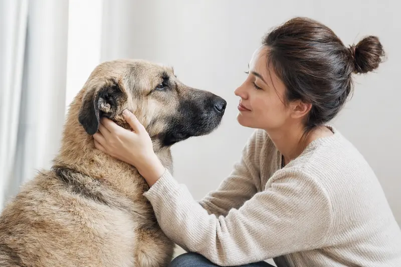 Türkischer Schäferhund in aufmerksamer Haltung vor hellem Hintergrund, als realistisches Tierportrait für einen Ratgeber zur Hundegesundheit.