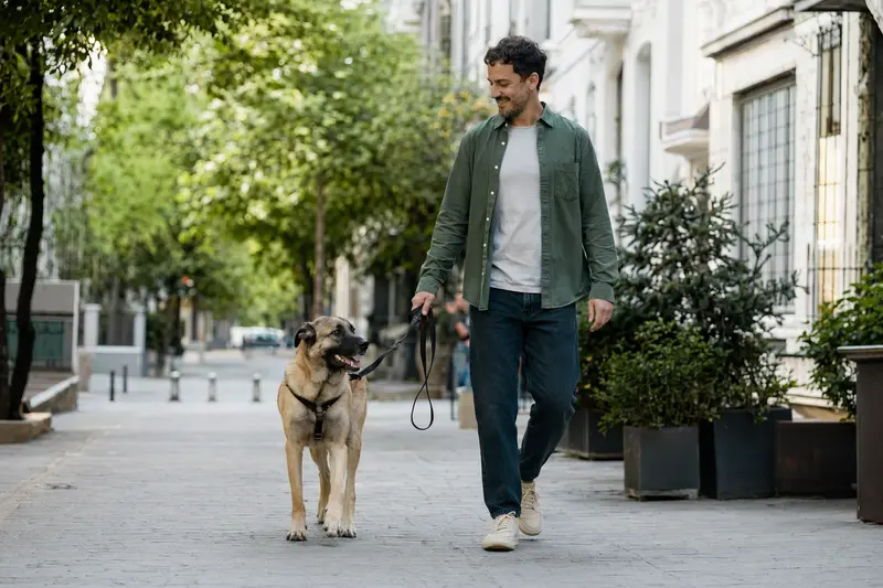 Türkischer Schäferhund läuft entspannt an der Leine mit seinem Besitzer durch eine moderne Stadtstraße.