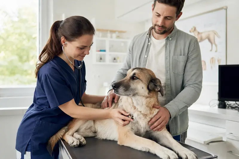 Eine freundliche Tierärztin untersucht einen ruhigen Türkischen Schäferhund in einer modernen Tierarztpraxis, während der Besitzer beruhigend danebensteht.
