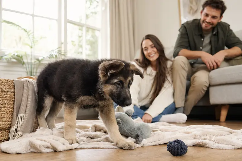 Ein junger Türkischer Schäferhund Welpe erkundet neugierig sein neues Zuhause in einer hellen Wohnung mit weicher Decke und Spielzeug.