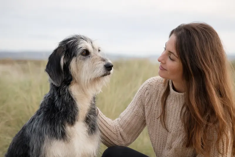 Turco Andaluz Hund in aufmerksamer natürlicher Haltung vor hellem neutralem Hintergrund.