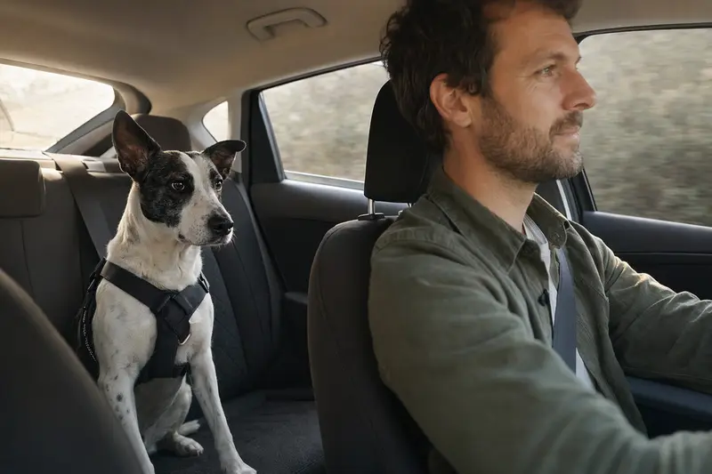 Ein Turco Andaluz Hund sitzt sicher angeschnallt auf der Rückbank eines Autos, während der Besitzer ruhig fährt und Sonnenlicht durch das Fenster fällt.