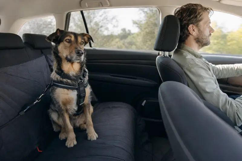 Ein Turnspit Dog sitzt sicher angeschnallt auf der Rückbank eines Autos, während der Fahrer ruhig unterwegs ist.