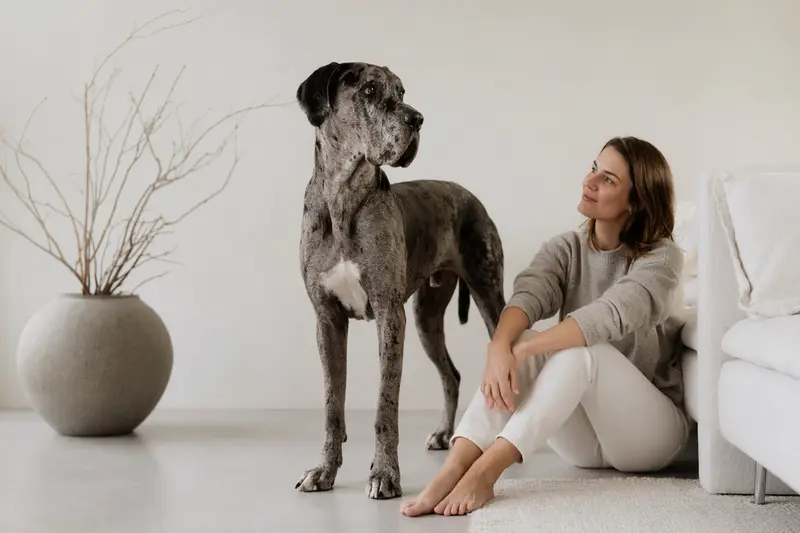 Aufmerksam stehende Ulmer Dogge mit typischer Körperform vor hellem Hintergrund, als realistisches Hundeportrait für einen Ratgeber zu Hundegesundheit und Tierarztkosten.