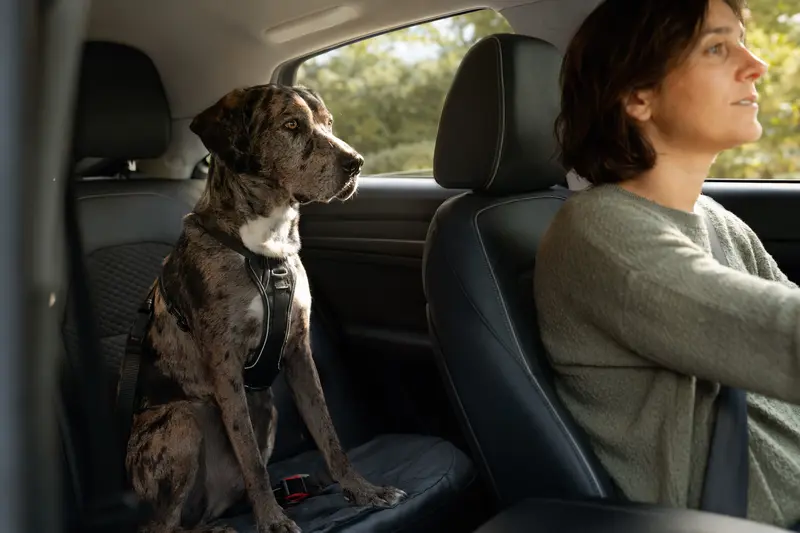 Eine Ulmer Dogge sitzt sicher angeschnallt auf der Rückbank eines Autos, während der Besitzer ruhig fährt und Sonnenlicht durch das Fenster fällt.
