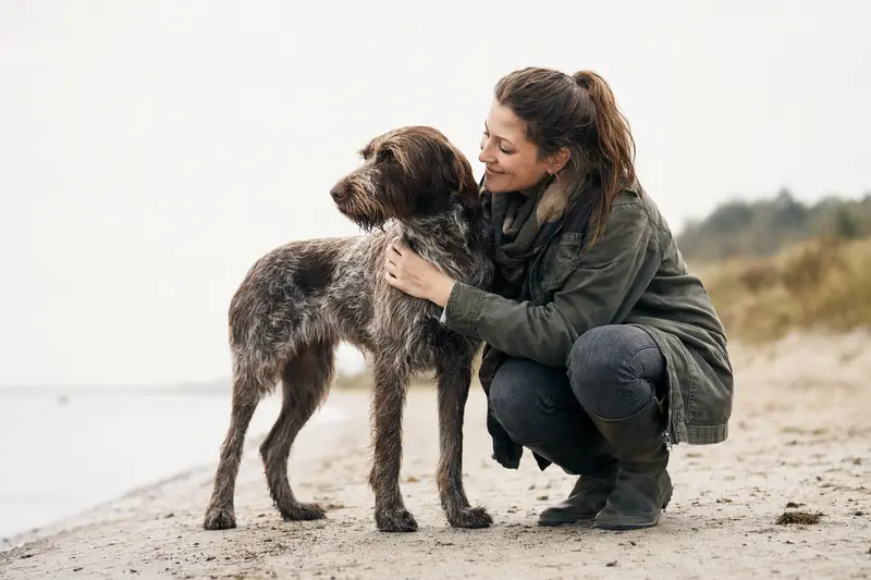 Ein aufmerksamer Ungarisch Drahthaar Hund steht in natürlicher Haltung vor hellem Hintergrund.
