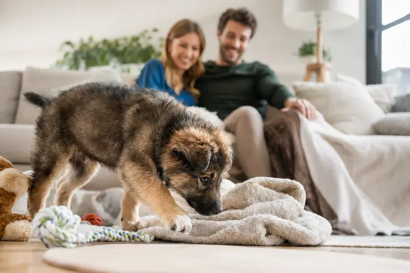 Ein junger Ungarischer Hirtenhund Welpe erkundet neugierig sein neues Zuhause mit weicher Decke und Spielzeug, während seine Familie im Hintergrund steht.