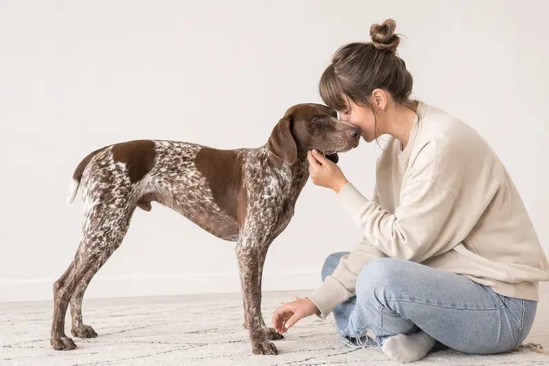 Ein aufmerksamer Ungarischer Kurzhaar Hund steht in natürlicher Haltung vor hellem Hintergrund und zeigt die typische Körperform der Rasse.